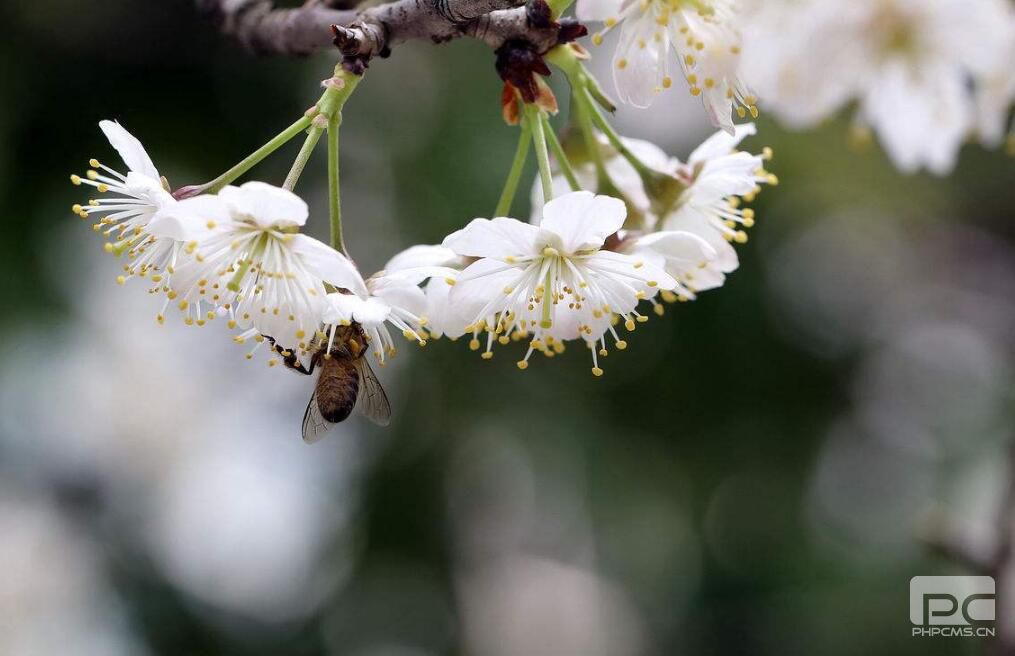 3月櫻桃怎么促進(jìn)成花提高坐果率?要用哪些水溶肥?