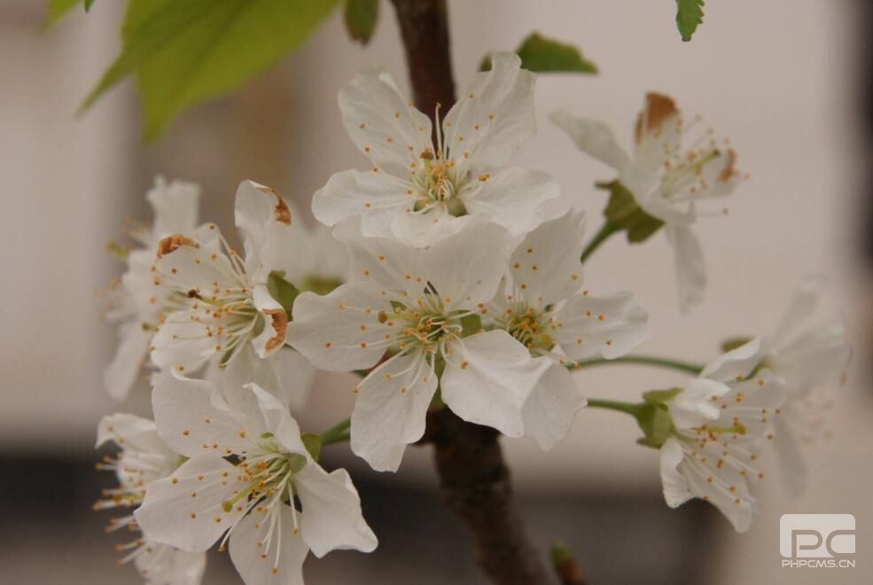 3月櫻桃怎么促進(jìn)成花提高坐果率?要用哪些水溶肥?