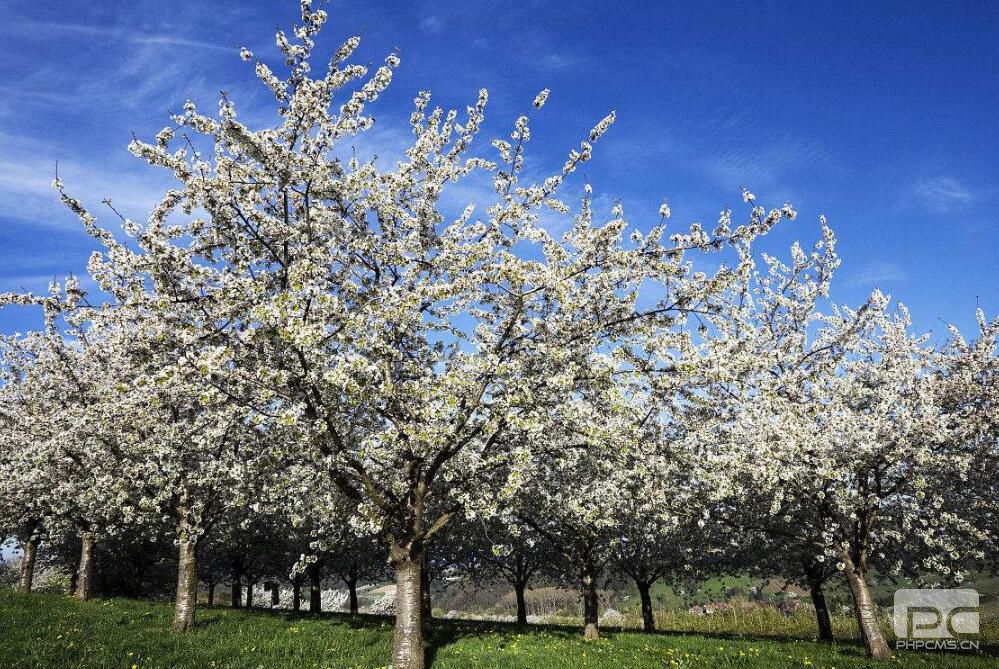 3月櫻桃怎么促進(jìn)成花提高坐果率?要用哪些水溶肥?